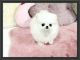 Pomeranian Puppies for sale in Arlington, TX, USA. price: NA