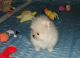 Pomeranian Puppies for sale in Bastrop, LA 71220, USA. price: NA