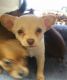 Pomeranian Puppies for sale in Norwalk, CA, USA. price: NA