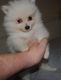 Pomeranian Puppies for sale in Browerville, MN 56438, USA. price: NA