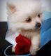 Pomeranian Puppies for sale in Arkansas City, AR 71630, USA. price: NA