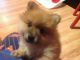 Pomeranian Puppies for sale in Arkansas City, AR 71630, USA. price: NA