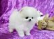 Pomeranian Puppies for sale in Buffalo, NY, USA. price: $500