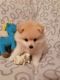 Pomeranian Puppies for sale in Chula Vista, CA, USA. price: NA