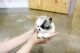 Pomeranian Puppies for sale in Fontana, CA, USA. price: NA