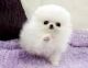 Pomeranian Puppies for sale in Evansville, IN, USA. price: NA