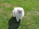 Pomeranian Puppies for sale in Rye, NY, USA. price: NA