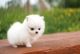 Pomeranian Puppies for sale in Alum Bridge, WV 26321, USA. price: NA