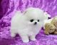Pomeranian Puppies for sale in Manchester, NH, USA. price: NA