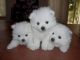 Pomeranian Puppies for sale in Toledo, OH, USA. price: NA