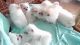 Pomeranian Puppies for sale in Sydney NSW, Australia. price: NA