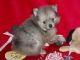 Pomeranian Puppies for sale in Concord, CA, USA. price: NA