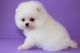 Pomeranian Puppies for sale in Ducor, CA 93218, USA. price: NA