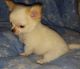Pomeranian Puppies for sale in Cobb, CA, USA. price: NA