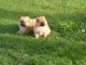Pomeranian Puppies for sale in Bowdoinham, ME 04008, USA. price: $600