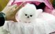 Pomeranian Puppies for sale in Hollywood, FL, USA. price: NA
