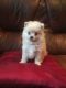 Pomeranian Puppies for sale in Idaho Falls, ID, USA. price: NA