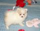 Pomeranian Puppies for sale in Rochester, NY, USA. price: $350