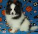 Pomeranian Puppies for sale in Baywood-Los Osos, CA 93402, USA. price: NA