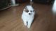 Pomeranian Puppies for sale in Burbank, CA, USA. price: NA