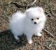 Pomeranian Puppies for sale in Spokane, WA, USA. price: NA