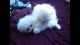Pomeranian Puppies for sale in New Castle, DE 19720, USA. price: NA