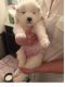 Pomeranian Puppies for sale in Rochester, NY, USA. price: $400