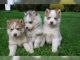 Pomeranian Puppies for sale in North Charleston, SC, USA. price: NA