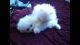 Pomeranian Puppies for sale in Delancey St, New York, NY 10002, USA. price: NA