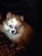 Pomeranian Puppies for sale in Sioux Falls, SD 57109, USA. price: $800
