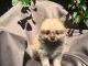 Pomeranian Puppies for sale in 3298 NY-112, Medford, NY 11763, USA. price: NA