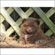 Pomeranian Puppies for sale in MO-165, Missouri, USA. price: NA