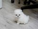 Pomeranian Puppies for sale in Ottawa, ON, Canada. price: NA