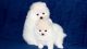 Pomeranian Puppies for sale in Henderson, KY 42420, USA. price: NA