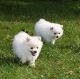Pomeranian Puppies for sale in Waupaca, WI 54981, USA. price: $1,000