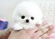 Pomeranian Puppies for sale in Seattle-Tacoma-Bellevue, WA, WA, USA. price: NA