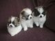 Pomeranian Puppies for sale in Pennsylvania Plaza, New York, NY, USA. price: NA