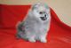 Pomeranian Puppies for sale in Ohio St, New Jersey, USA. price: NA