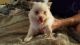 Pomeranian Puppies for sale in OR-35, Oregon, USA. price: NA