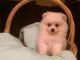 Pomeranian Puppies for sale in Chicago Private, Ottawa, ON K2A 3G9, Canada. price: $550