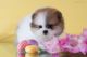 Pomeranian Puppies for sale in Lossie Ln, McDonough, GA 30253, USA. price: NA