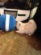 Pomeranian Puppies for sale in Luiseno Ave, Oceanside, CA 92057, USA. price: NA