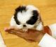 Pomeranian Puppies for sale in Miami Lakes, FL, USA. price: NA