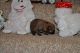 Pomeranian Puppies for sale in Hawkinsville, GA 31036, USA. price: NA