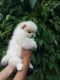 Pomeranian Puppies for sale in Caribou, ME 04736, USA. price: NA