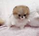 Pomeranian Puppies for sale in Bay St Louis, MS, USA. price: NA
