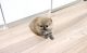 Pomeranian Puppies for sale in Livingston, MT 59047, USA. price: $400