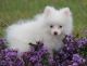 Pomeranian Puppies for sale in Los Angeles City Hall, 200 N Spring St, Los Angeles, CA 90012, USA. price: NA