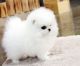 Pomeranian Puppies for sale in Missiouri CC, Elsberry, MO 63343, USA. price: NA