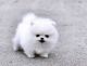 Pomeranian Puppies for sale in Boise, ID 83708, USA. price: NA